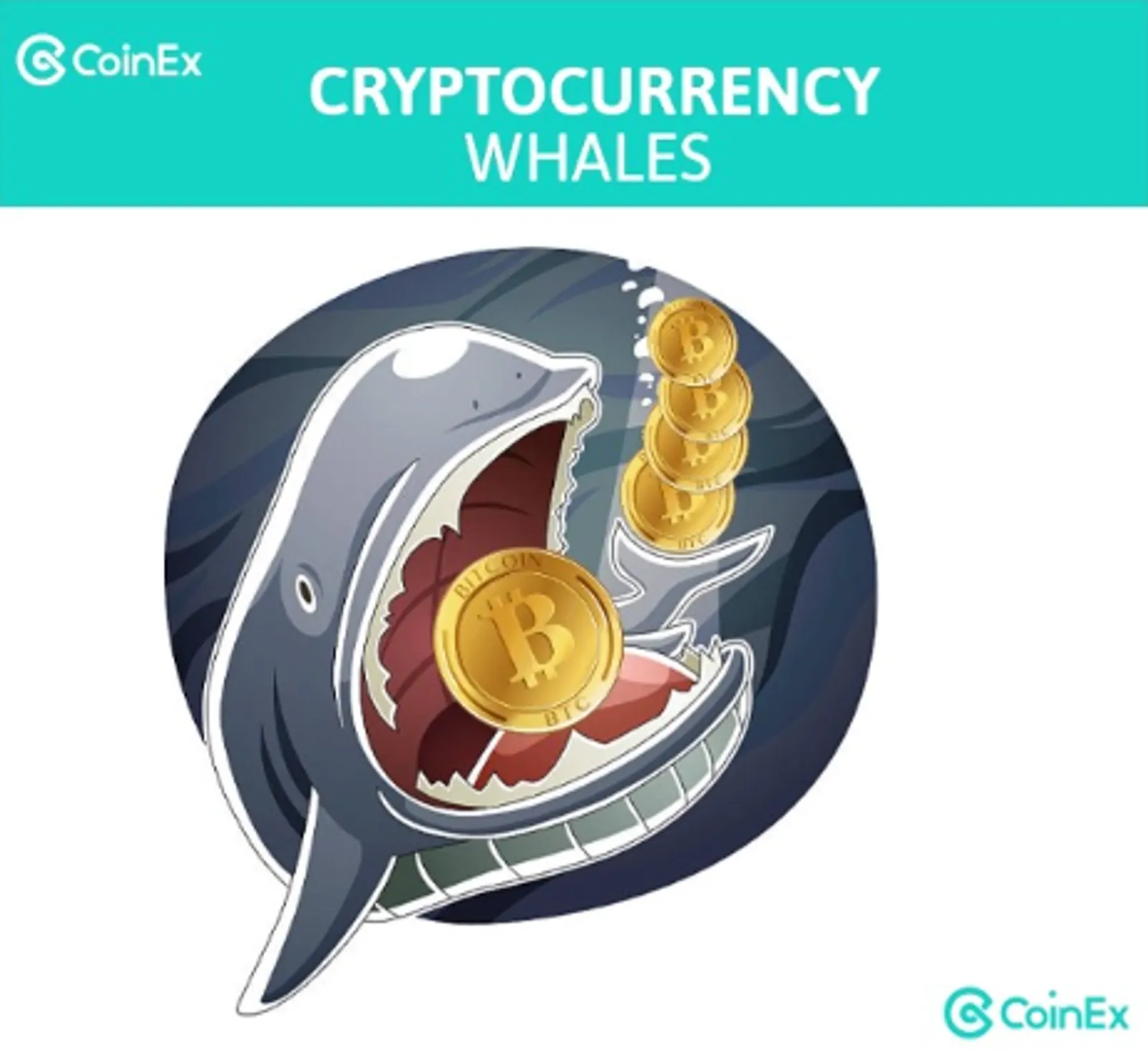 Whale kripto adalah