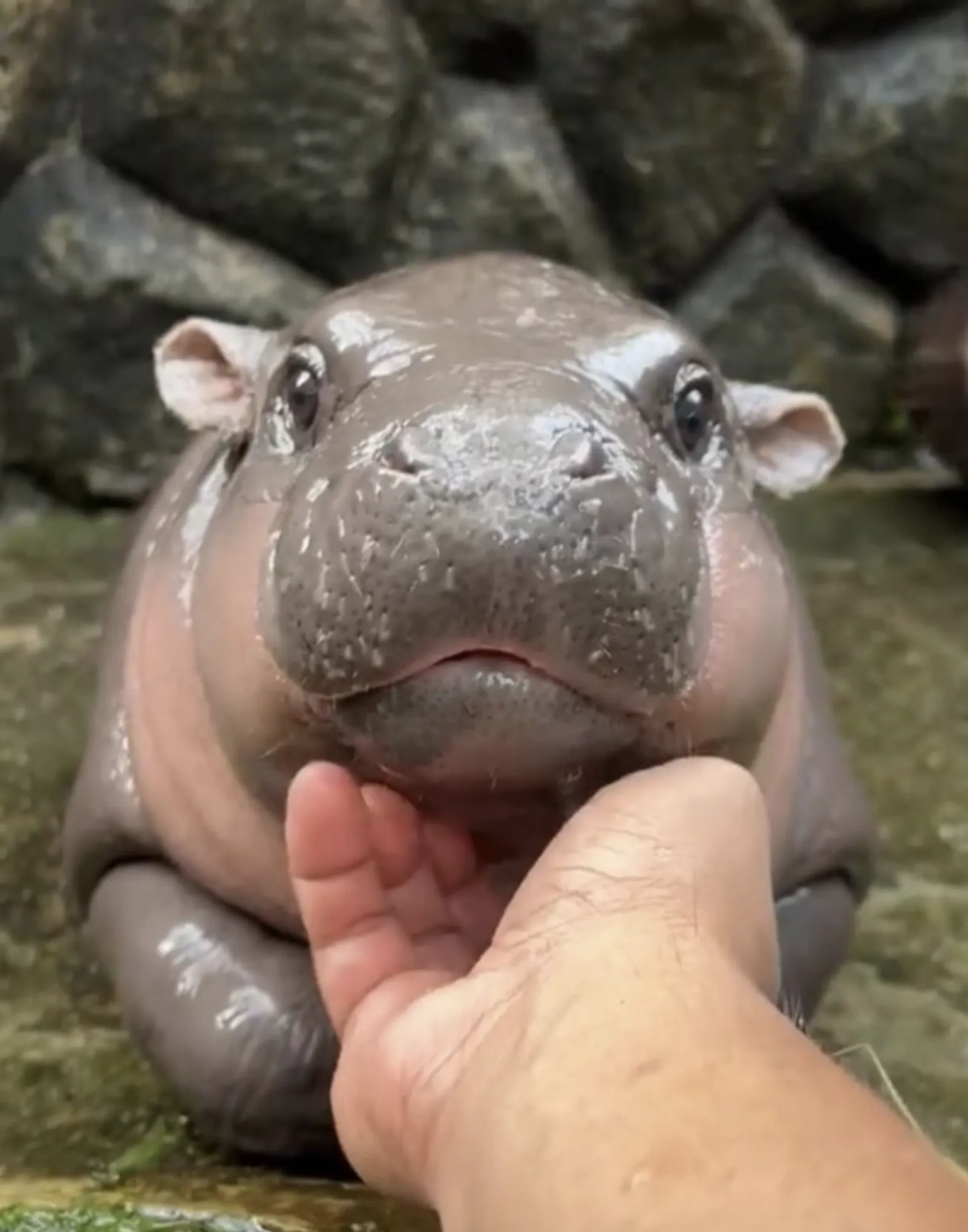 Moodeng 토큰