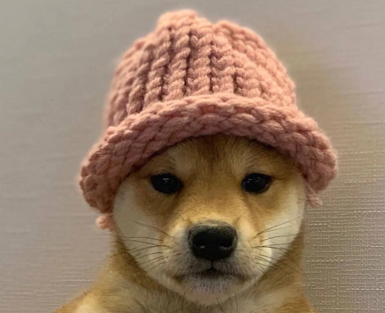 Dogwifhat (WIF)