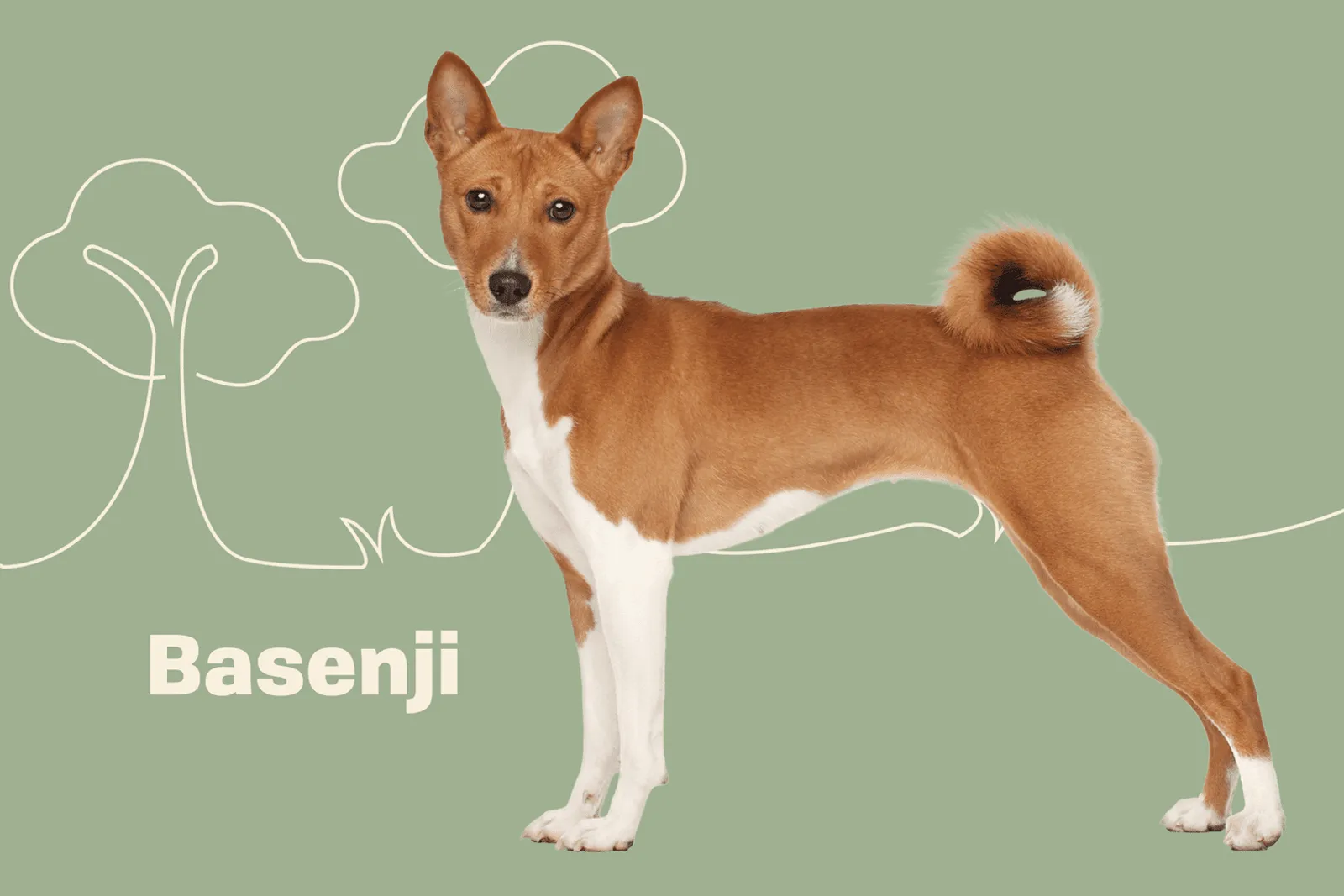 4. Basenji (BENJI)