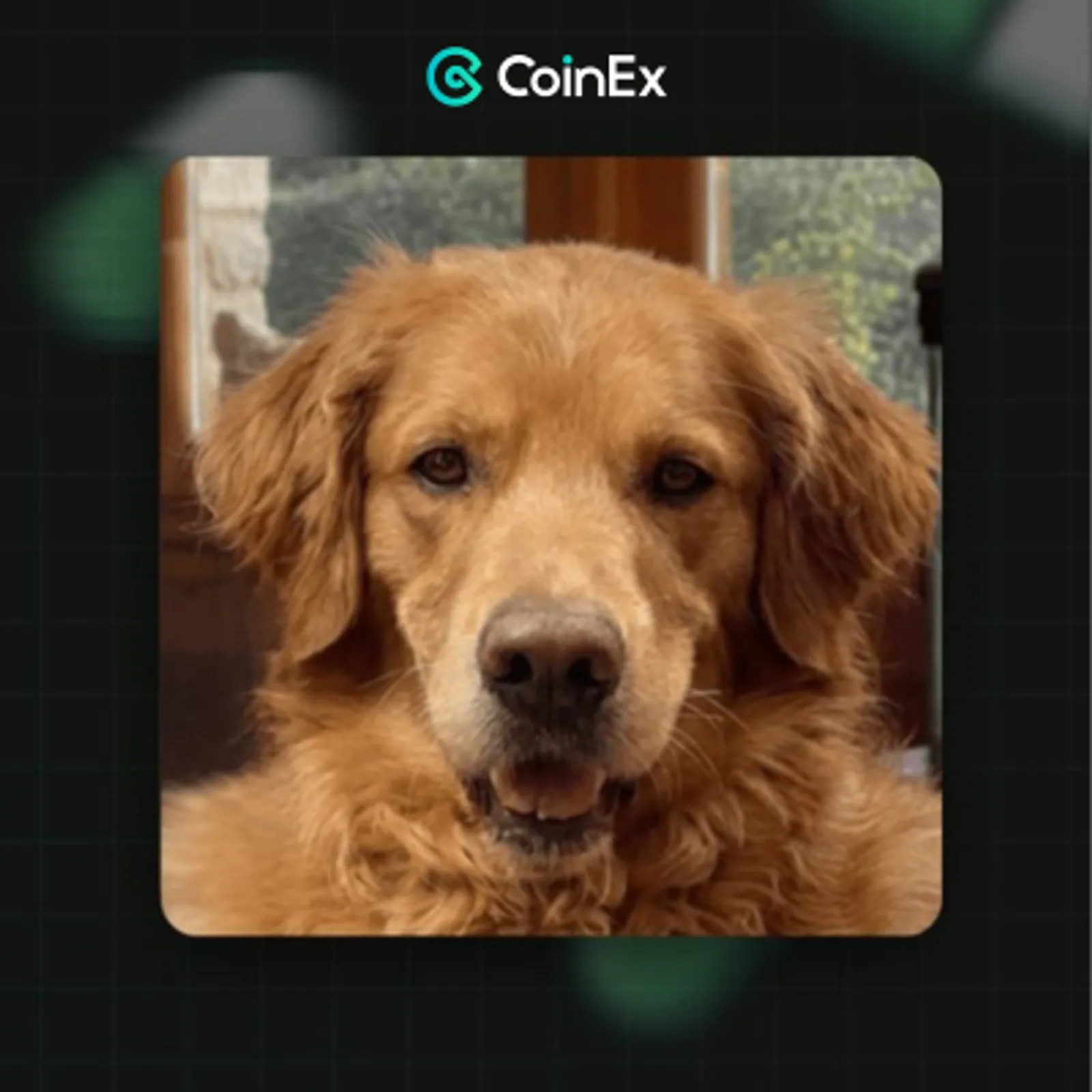 Official Pump.fun Dog (MUTT) Price Prediction 2025, 2026-2030
